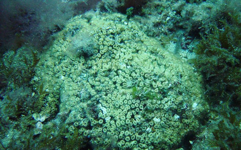 La Reserva de la Biosfera de Menorca alberga miles de colonias del coral amenazado Cladocora caespitosa’
