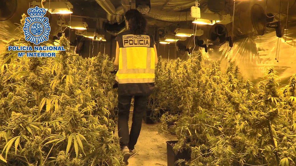 La Policía Nacional desmantela una organización criminal dedicada al suministro de planteles de marihuana