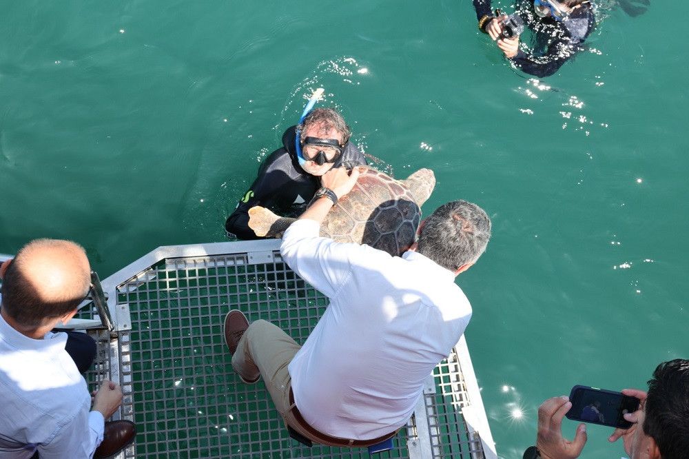 El programa de conservación de especies marinas apoyado por la Diputación permite la recuperación de dos tortugas