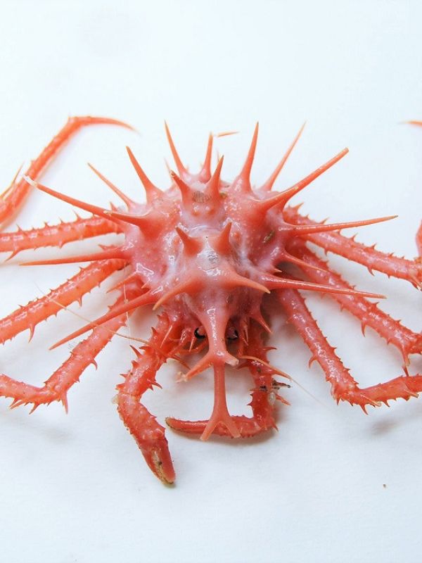 La colección de crustáceos del Centro Oceanográfico de Cádiz cumple 10 años