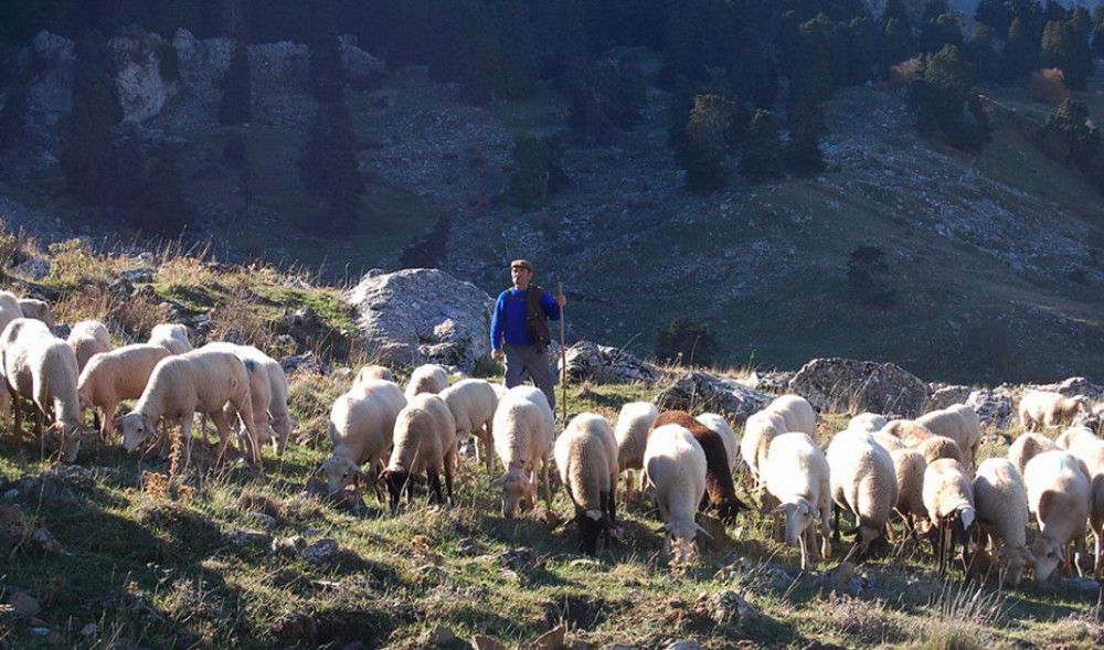 La Red de Áreas Pasto-Cortafuegos multiplica por 8 su superficie de actuación hasta las 5.700 hectáreas