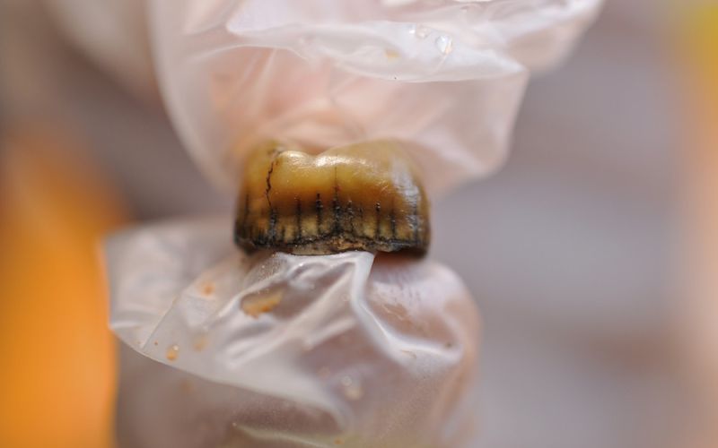 Identifican restos neandertales de hace más de 50.000 años en la Cova Simanya, en Barcelona