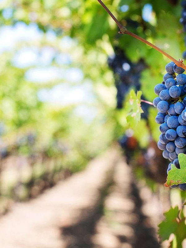 Residuos de champiñón y polvo de roca mejoran los suelos de los viñedos