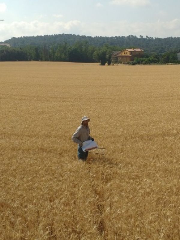 Un estudio revela que la cobertura vegetal de los cultivos de cereal aumenta su rendimiento agronómico