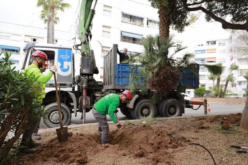 El Ayuntamiento inicia el trasplante de 25 árboles de calle Doha para su conservación durante las obras de construcción de un nuevo aparcamiento subterráneo