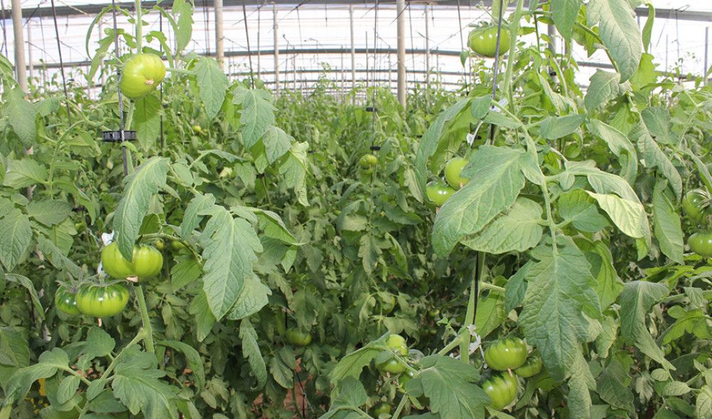 Las exportaciones agroalimentarias alcanzan los 8.141 millones de euros en el primer semestre de 2022