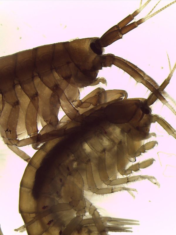 Descubren una nueva relación simbiótica entre especies acuáticas vinculada a la presencia de omega-3 en acuicultura