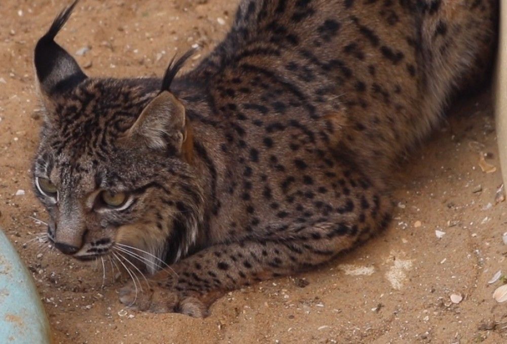 El lince errante de Rociana del Condado termina la cuarenta y será puesto en libertad