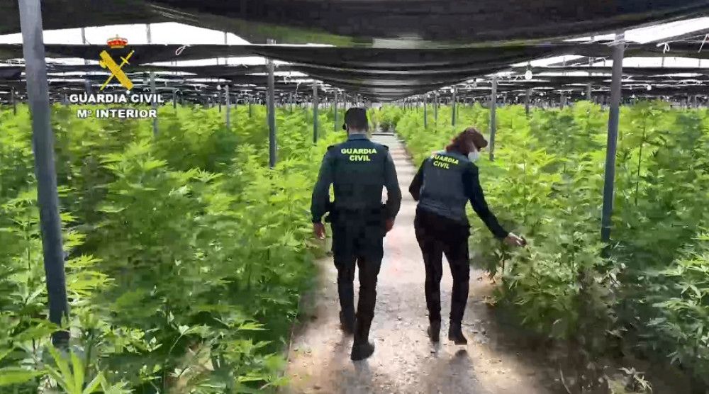 La Guardia Civil interviene 64.800 plantas de cannabis en cinco plantaciones de cáñamo en Almería