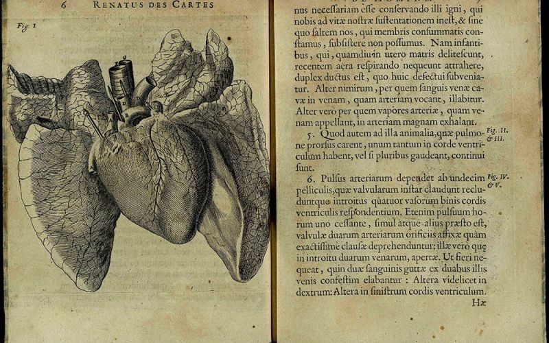 El CSIC digitaliza tres incunables de un importante gabinete de curiosidades de botánica y medicina