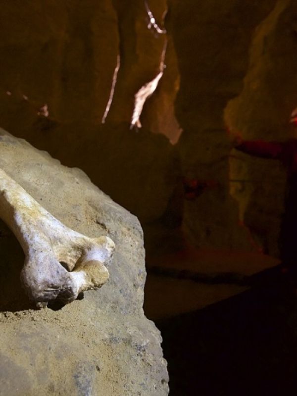 Los neandertales recién nacidos tenían una caja torácica potente y amplia como la de los adultos