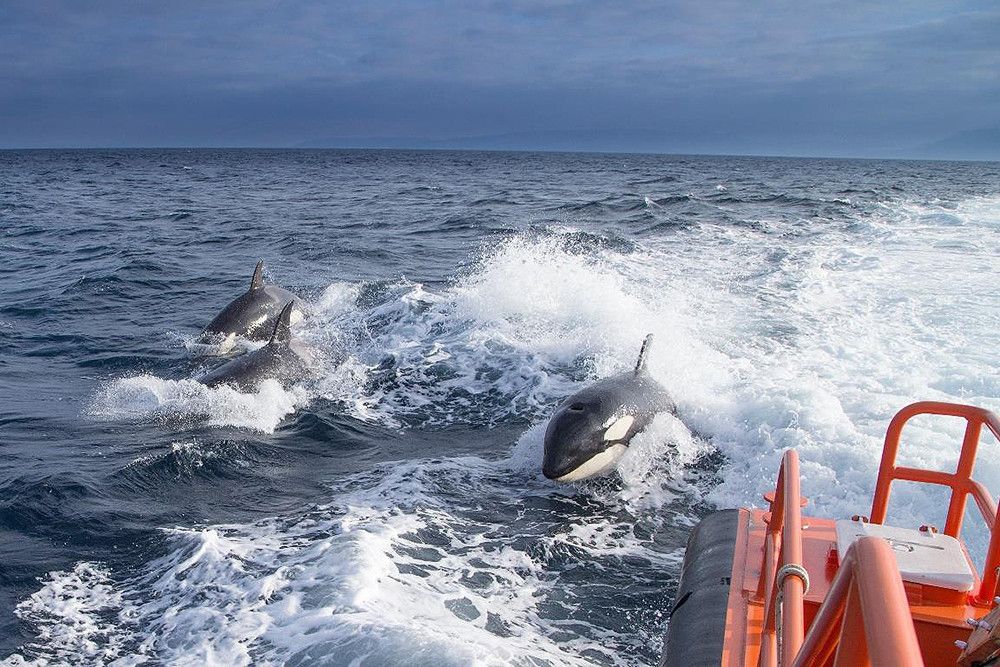 El ministerio de Transportes ofrece recomendaciones a los navegantes en caso de interacciones con orcas en el Atlántico