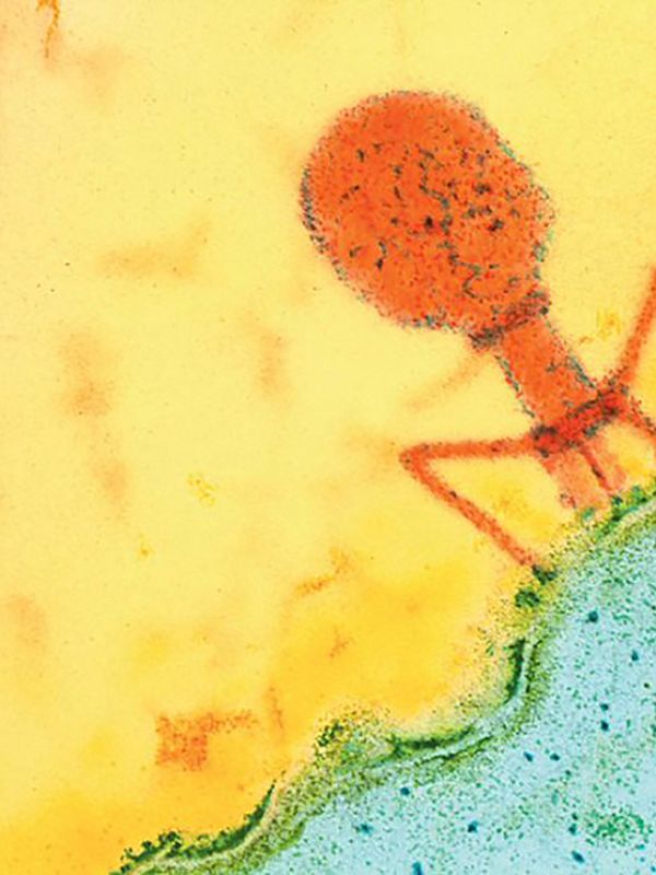 Un estudio del CSIC determina que las bacterias solo aplican la memoria inmunológica ante virus “lentos”