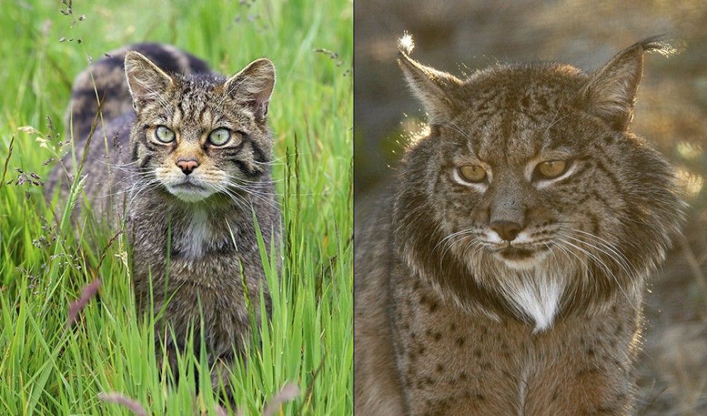 El primo escocés del lince ibérico