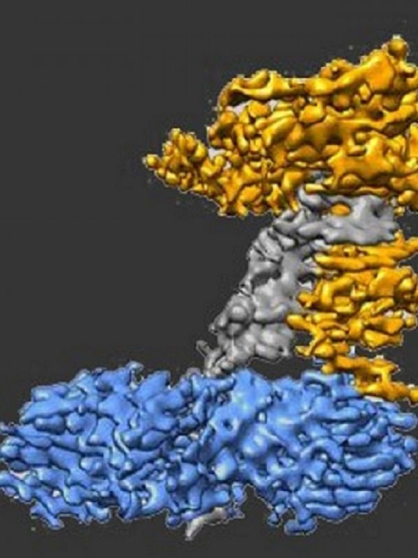 Resuelven la estructura de las polimerasas que aseguran la estabilidad de los genes en la multiplicación celular