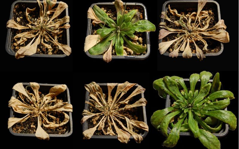 Patentan un método para activar la resistencia a la sequía de las plantas