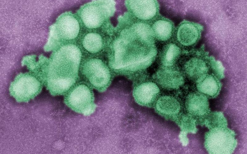 El CSIC participa en la elaboración del nuevo plan de la OMS para hacer frente a futuras pandemias de gripe