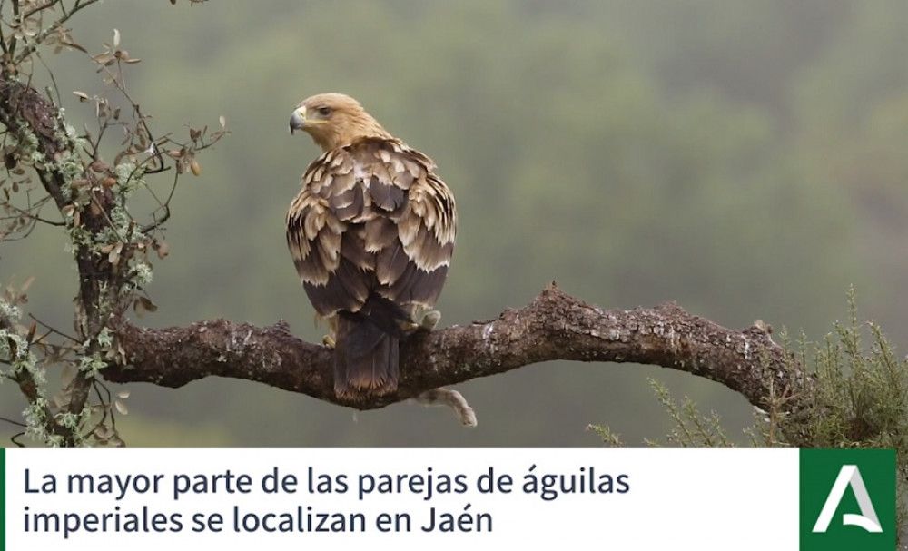 Éxito del programa de reproducción del águila imperial ibérica en Andalucía