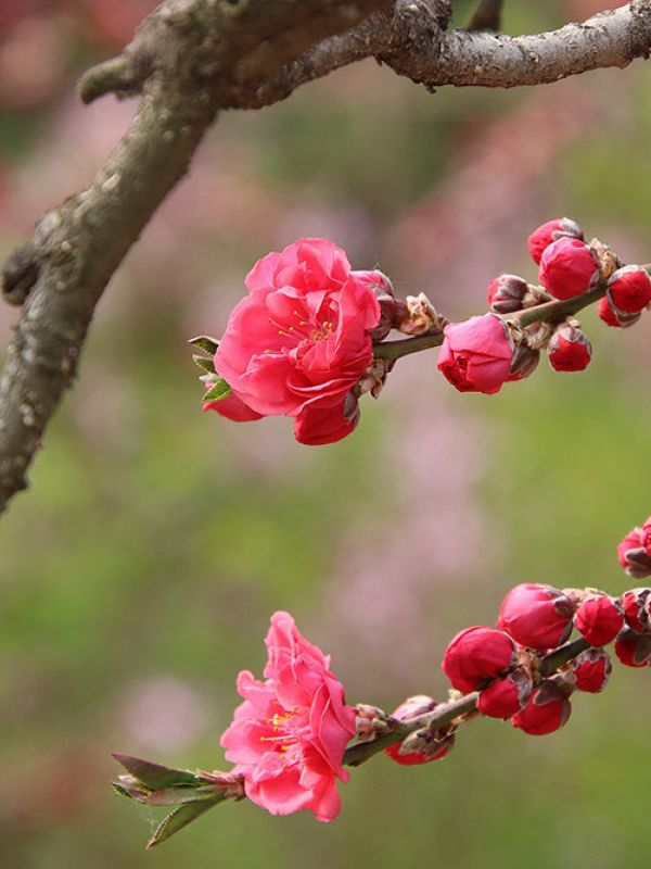 El CSIC desarrolla una aplicación para optimizar las nuevas plantaciones de árboles frutales ante el cambio climático