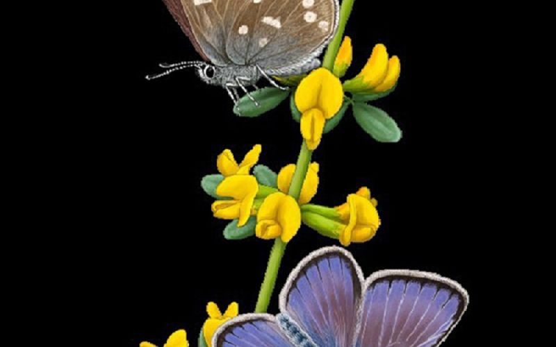 Secuenciado el genoma de la mariposa Xerces Blue, un icono de la extinción causada por los humanos