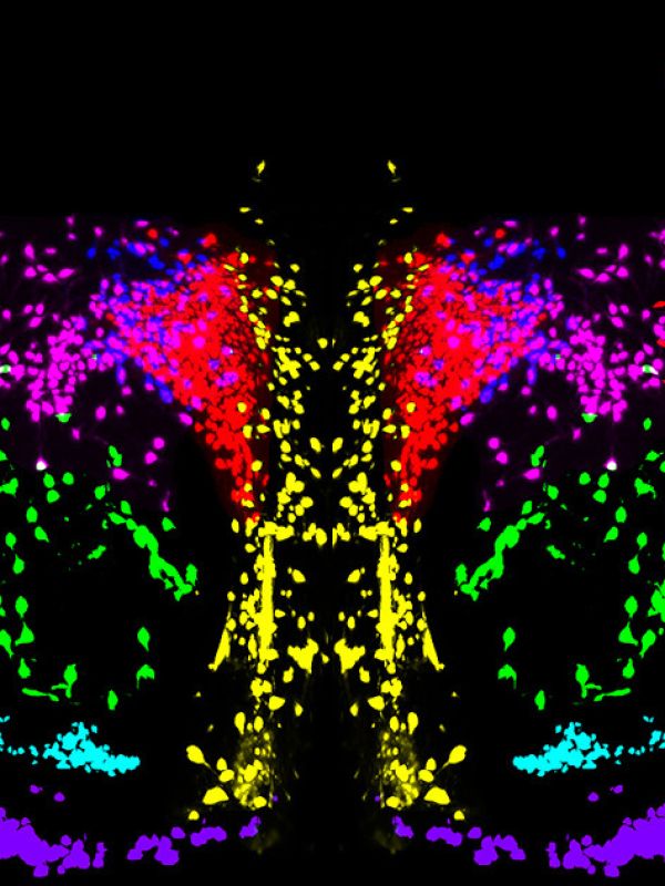 Un proyecto liderado por el CSIC estudia el papel de la oxitocina en las alteraciones neuronales