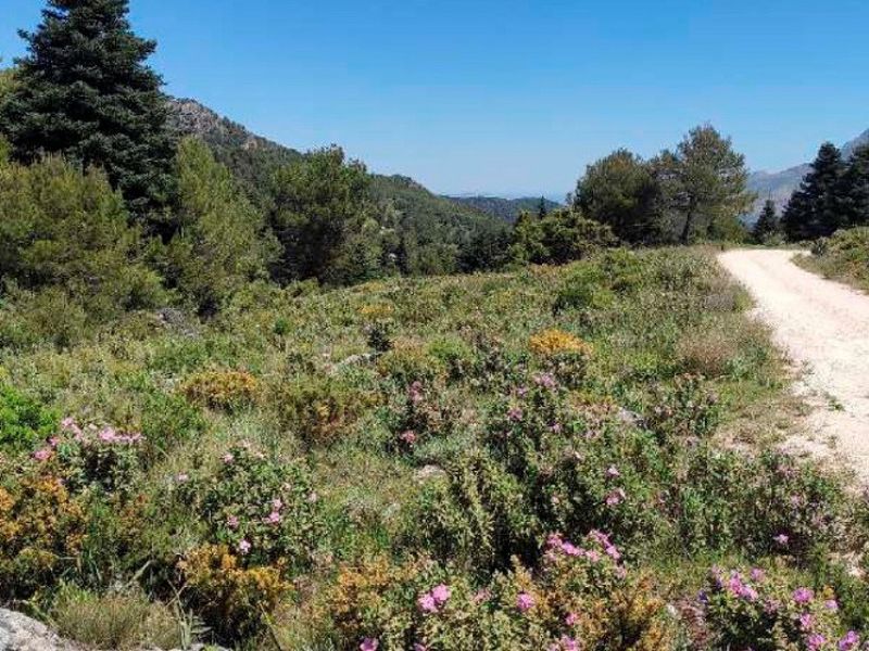 La Diputación invierte 1,6 millones de euros en nuevos miradores y mejoras de carriles y aparcamientos en la Sierra de las Nieves