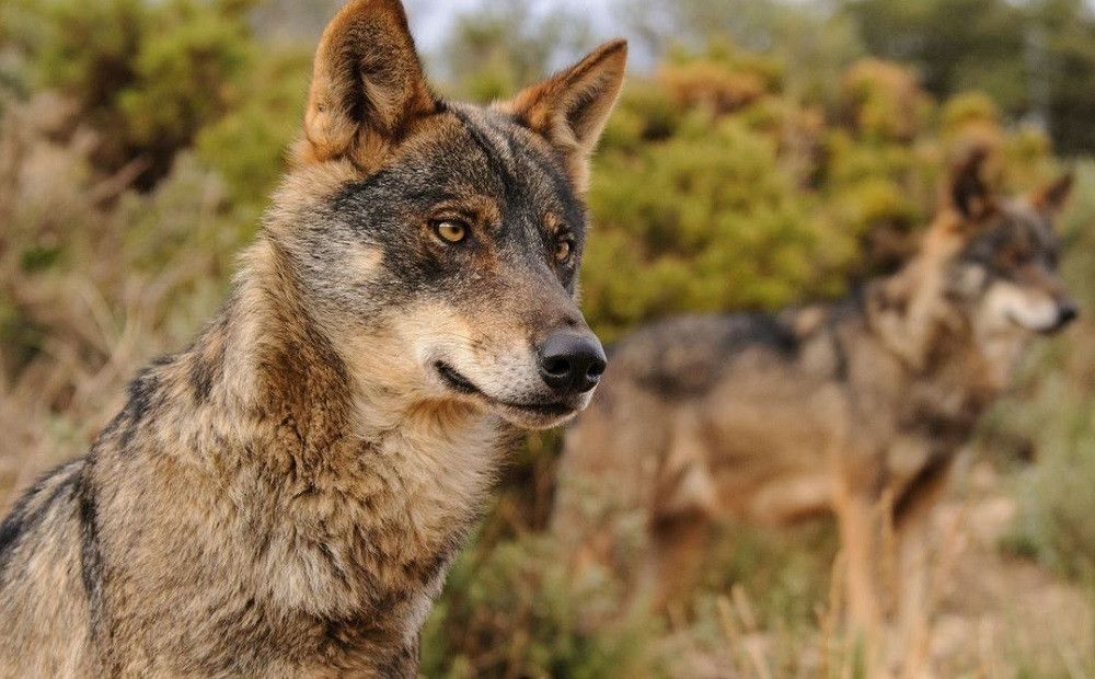 El lobo ibérico será especie protegida antes del 25 de septiembre de este año