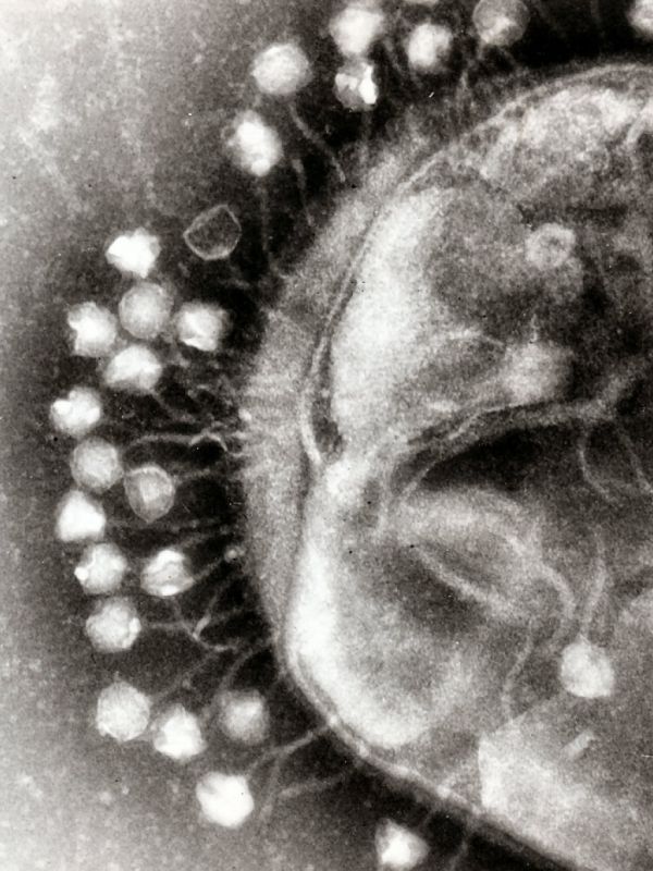 Los virus, una alternativa a los antibióticos frente a las superbacterias