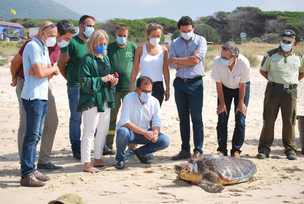 Liberada una tortuga boba en Los Lances tras su recuperación en el Cegma de Algeciras