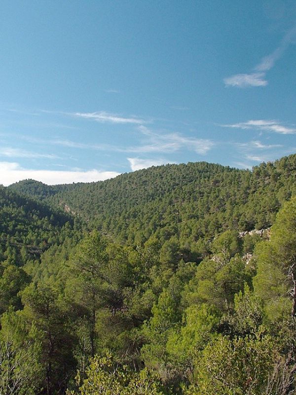 El secuestro de carbono está en riesgo de desestabilizarse en grandes regiones del planeta