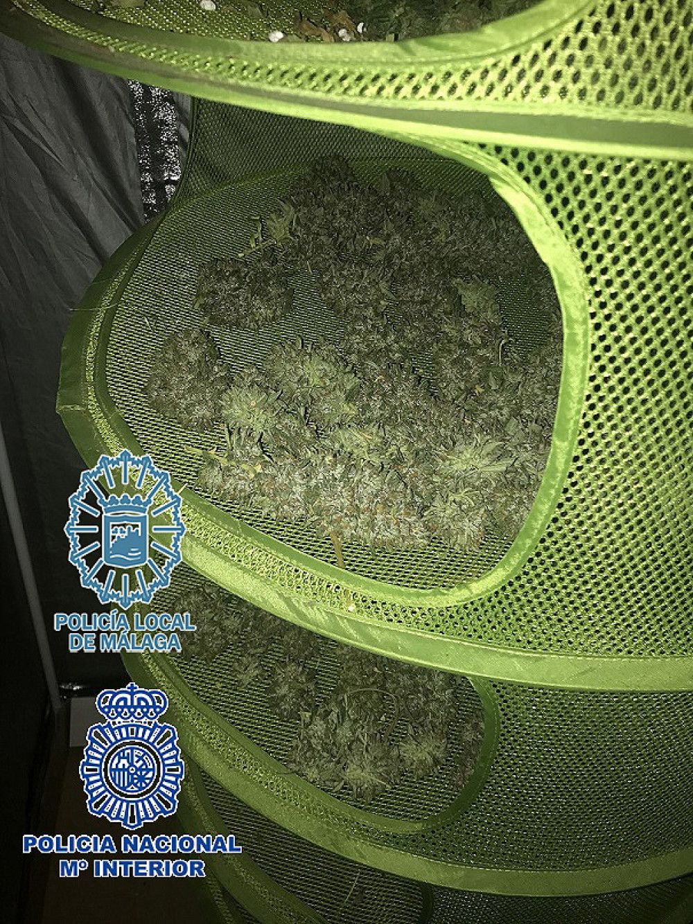 Desmantelada una plantación de marihuana en una vivienda en Los Montes de Málaga y detenidos sus responsables
