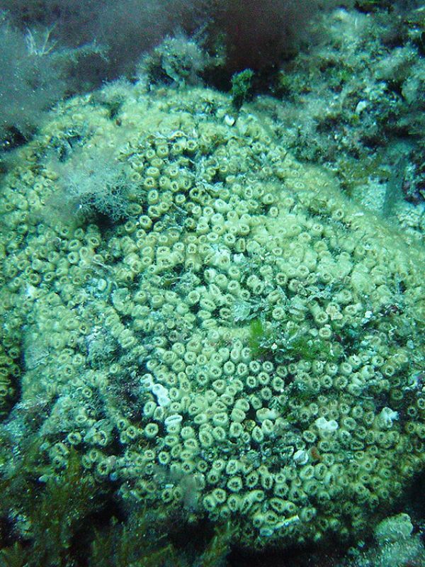 La Reserva de la Biosfera de Menorca alberga miles de colonias del coral amenazado Cladocora caespitosa’
