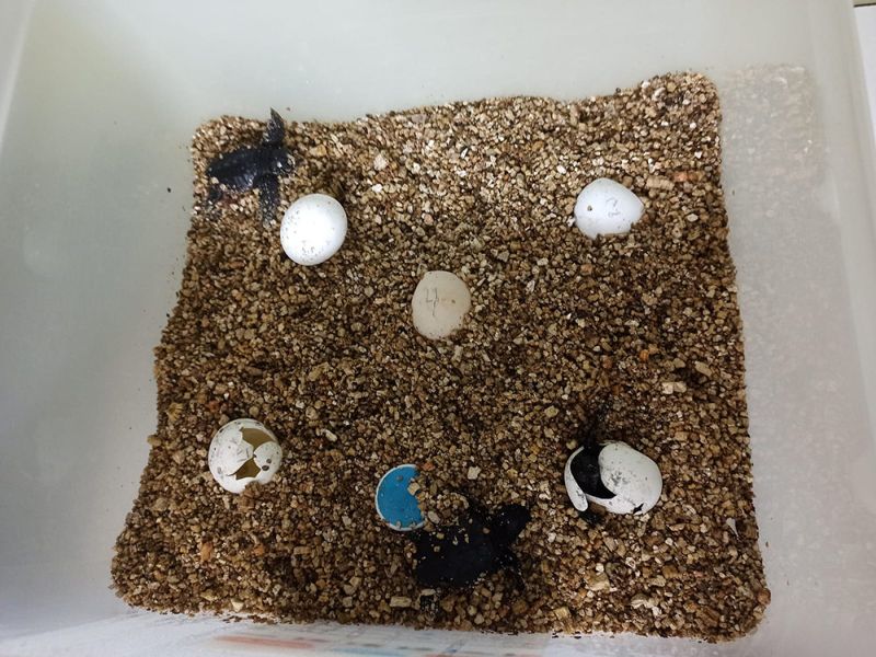 Nacen 39 crías de tortuga boba de los huevos depositados en la playa El Rodeíto de Marbella