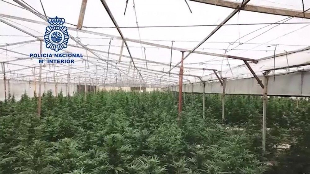 La Policía Nacional detiene a 3.695 personas y desmantela más de 800 plantaciones de marihuana en la Operación Verde