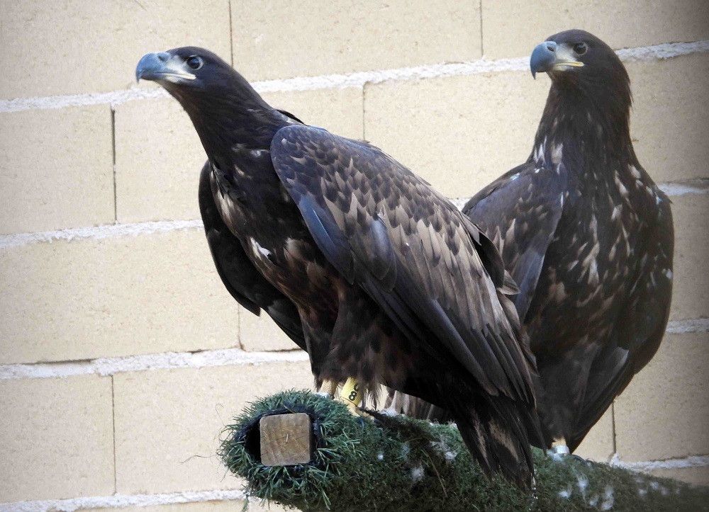 El MITECO participa en la reintroducción de nueve ejemplares de pigargo europeo en el norte peninsular
