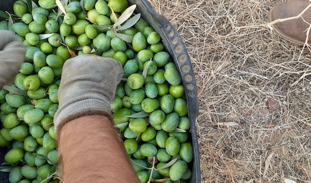 Comienza en Andalucía la recolección de la aceituna de mesa en un año con menos cosecha por la falta de lluvias y el calor