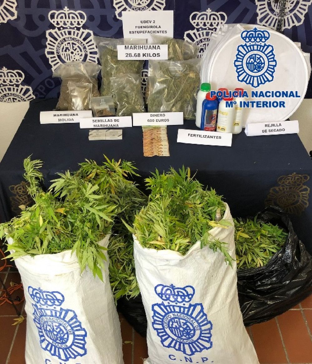 La Policía Nacional detiene a un vecino de Fuengirola que tenía en la terraza de su domicilio una plantación de marihuana a la vista desde la vía pública