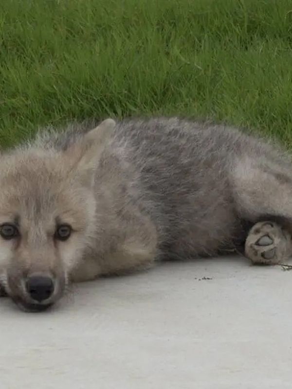 Una empresa china clona a un lobo ártico como recurso para evitar la posible extinción de la especie