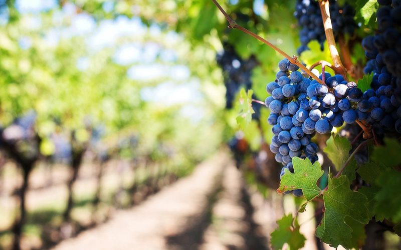 Residuos de champiñón y polvo de roca mejoran los suelos de los viñedos