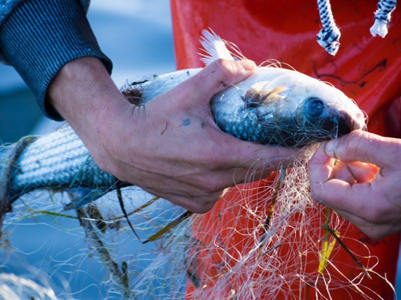 Regulada por decreto la pesca marítima recreativa y sus 200.000 licencias en Andalucía