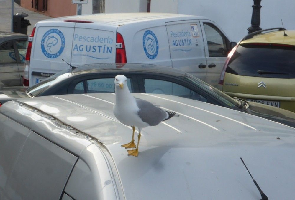 La Diputación de Málaga anima a los ciudadanos, mientras dura el confinamiento, a observar y conocer aves desde sus hogares