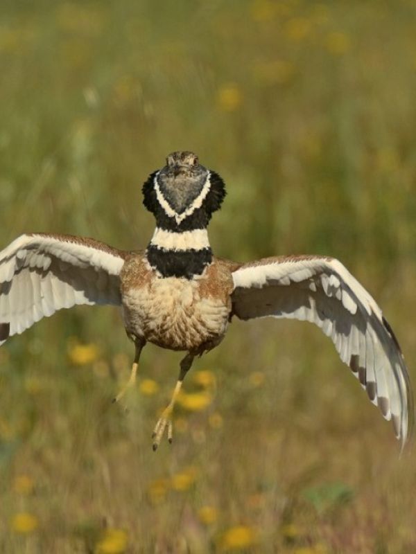 La gestión extensiva del barbecho podría reconciliar la agricultura con la conservación de las aves