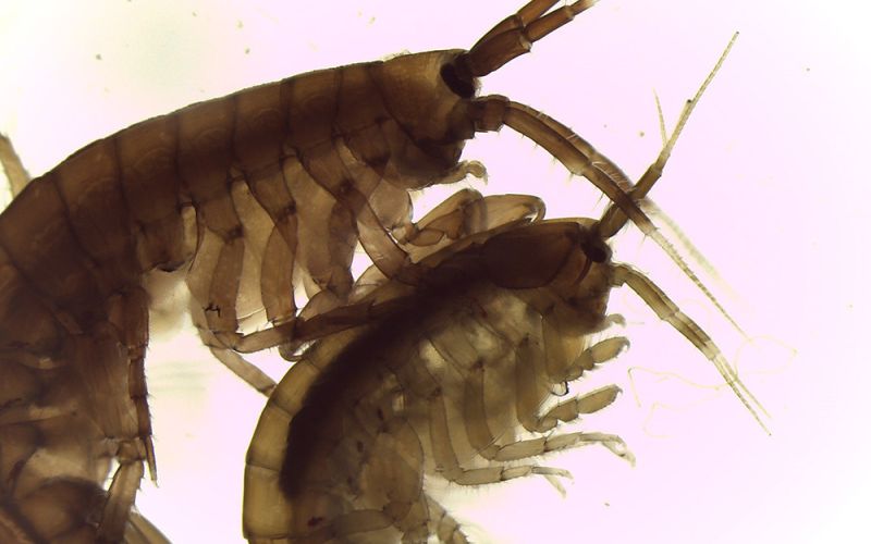 Descubren una nueva relación simbiótica entre especies acuáticas vinculada a la presencia de omega-3 en acuicultura