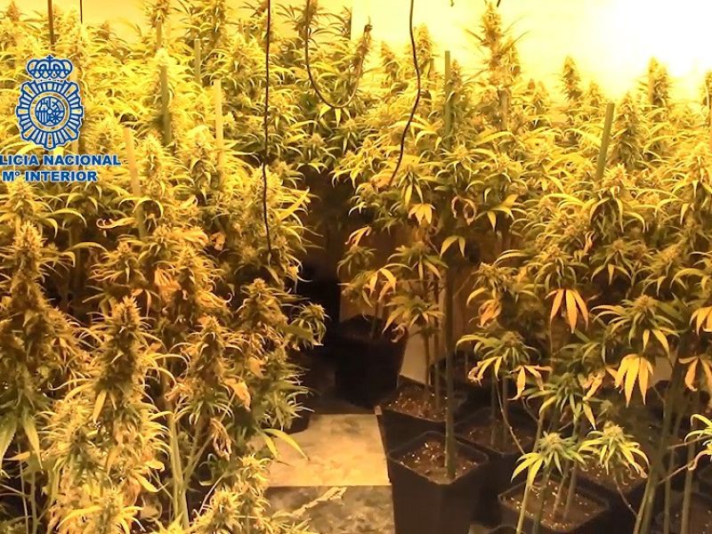 La Policía Nacional recupera una docena de viviendas VPO utilizadas en Vélez-Málaga para el cultivo de marihuana