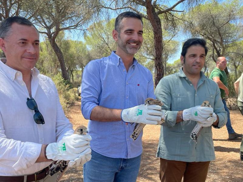 La Junta libera tres cernícalos recuperados en el Paraje Natural Marismas del Odiel