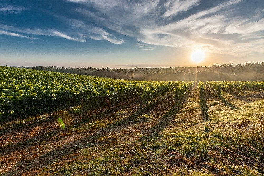 El Ministerio de Agricultura adapta la legislación del Programa de Apoyo al Sector del Vino para hacer más flexibles las ayudas