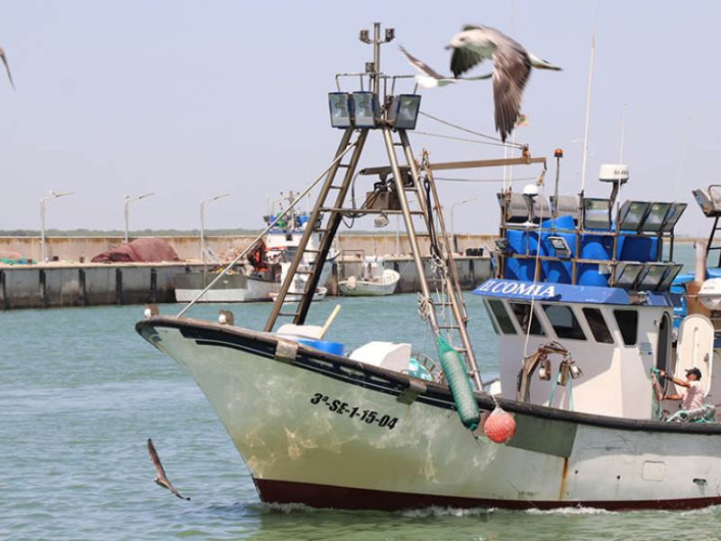 La Junta lanza nuevas ayudas a pescadores de pulpo para compensar los paros biológicos