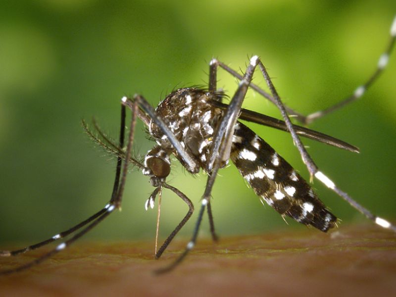 Publicado el primer informe de 2023 de vigilancia del Virus de Fiebre del Nilo Occidental