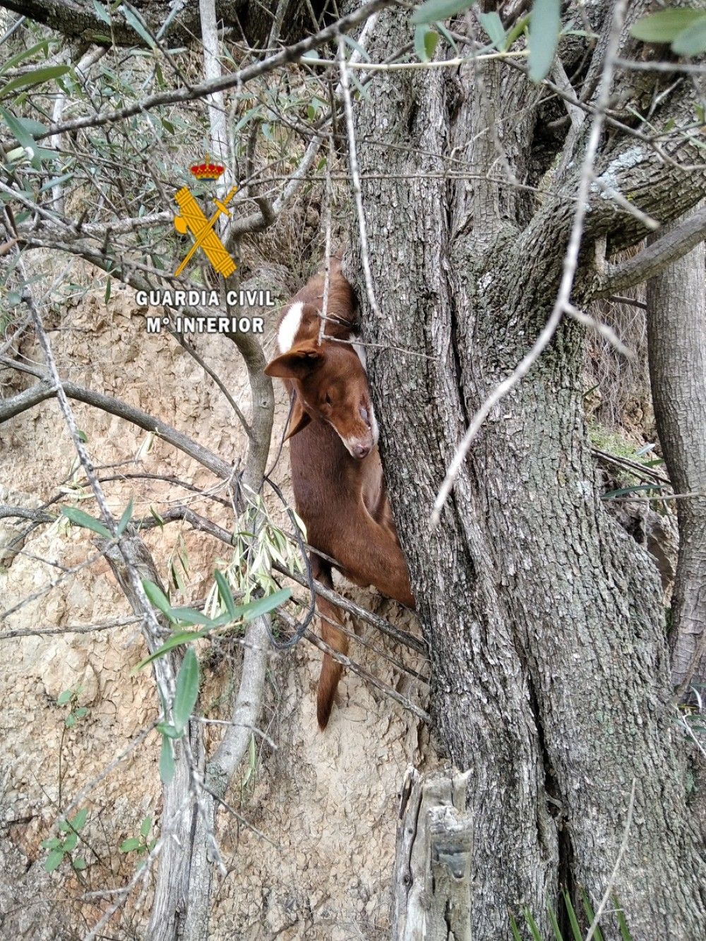 La Guardia Civil detiene a dos personas por el ahorcamiento de un perro