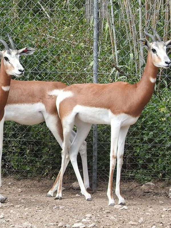 El CSIC celebra el 50º aniversario de la Operación mohor y la creación del Parque de Rescate de Fauna Sahariana